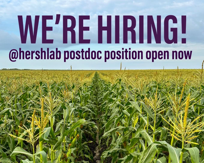 Image of sweet corn field with text saying "We're hiring! @hershlab postdoc position open now"