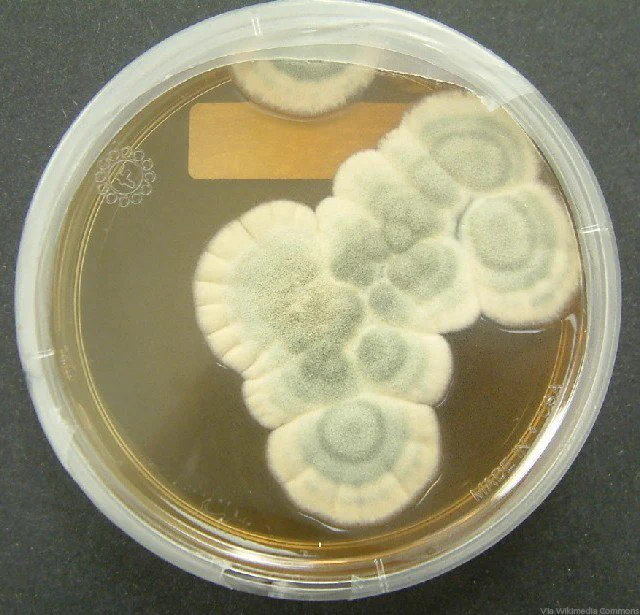 Penicillium brevicompactum colonies in a pure culture petri dish.