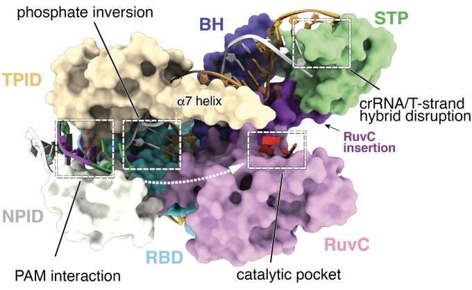 .- A research associate position to work on the study of genome editing complexes and their interaction with chromatin using a combination of cryo-EM, cryo-ET and single molecule approaches. In this position, we are looking for applicants with a Ph.D. with experience in cryo-EM applied to biology. A typical candidate Ph.D. in biophysics and/or biochemistry with successful experience with single-particle cryo-EM structure determination.  Proficiency in sample preparation and data processing techniques.

.- A postdoctoral position for a highly motivated individual with expertise in computational biology with an interest in protein design to develop new genome editing complexes.

Applications will be evaluated as soon as they arrive. The successful candidates will work at the Novo Nordisk Foundation Center for Protein Research (CPR) in the group headed by Prof. Guillermo Montoya. More information on CPR can be found at: https://www.cpr.ku.dk. Our group is diverse and multidisciplinary wit
