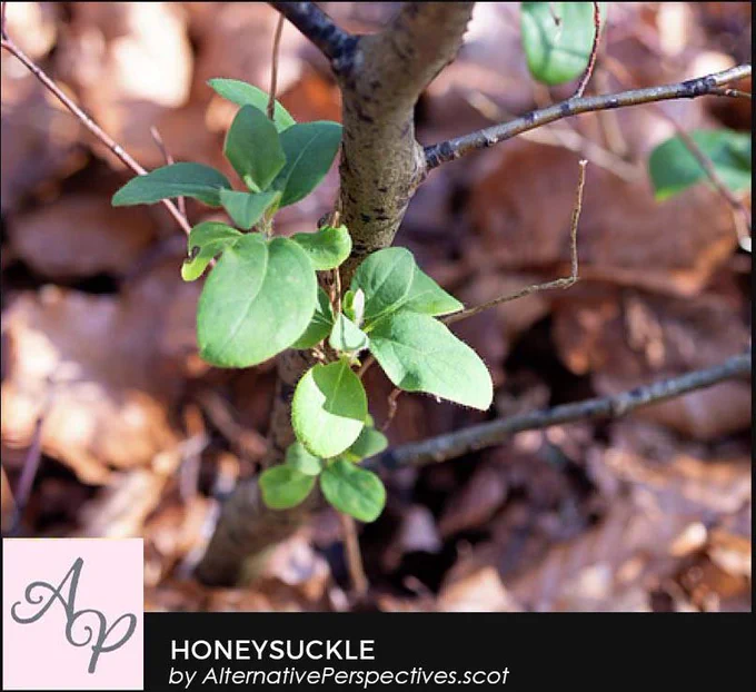 Two small plants – one a tree sapling and the other a honeysuckle beside it.  Beneath the photograph is the text Honeysuckle by AlternativePerspectives.scot
