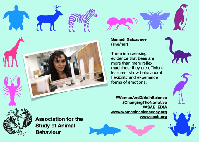 A photograph of Samadi and some bees