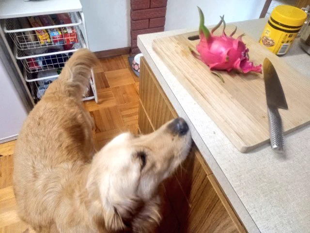 Panko the golden retriever is poking his head up onto the kitchen bench. There's a dragonfruit on a chopping board