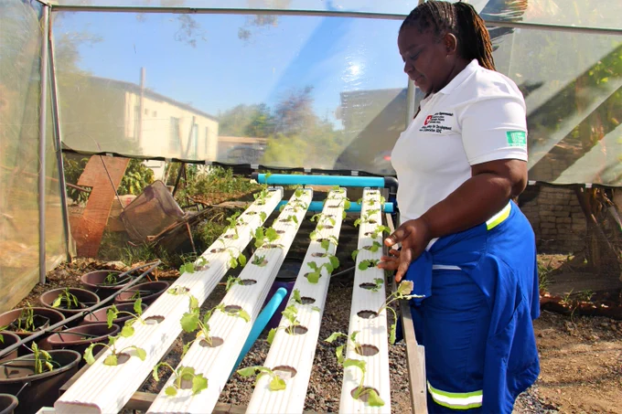 Woman inspects a water irrrigation system