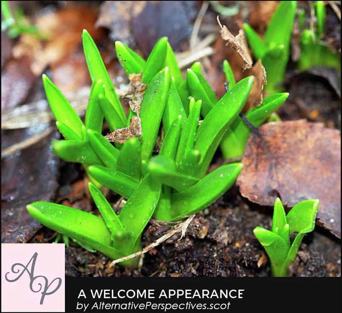 Leaves of a spring flowering plant has just broken through the soil.  Beneath the photograph is the text A Welcome Appearance by AlternativePerspectives.scot