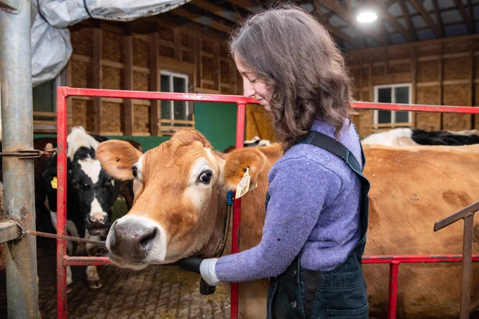 Elizabeth standing in our milking parlor with one of our jersey cows