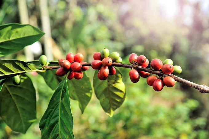 Beans growing on a coffee plant.
