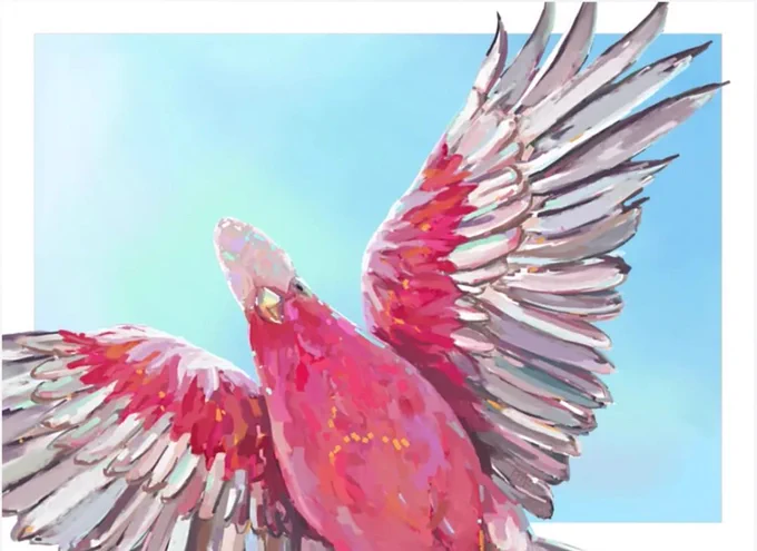 A painterly style painting of a pink Galah with a vibrant pink body and across the top of the wings which turns into a pale grey as it goes down the wings. It is viewed from beneath the bird as it is flying with wings spread wide with the left wing going off the left bottom corner and the right wing up at the top right corner. There is a blue sky behind it which has a white frame around the edges but the bird crosses outside of the frame like its free from the restrictions.