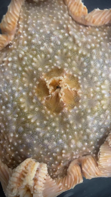 A close up of a starfish’s upper surface