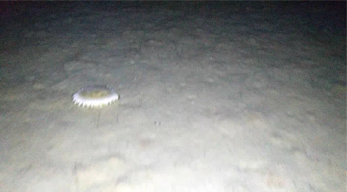 A screen grab from a video of the sea floor shows a white sea anemone surrounded by mud