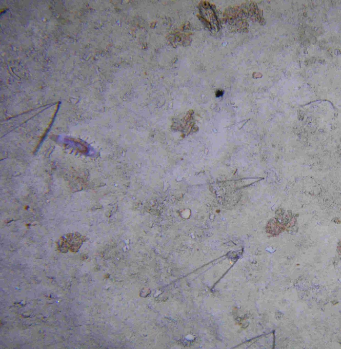 A muddy sea floor seen from above. Sea cucumbers and worm tubes are visible