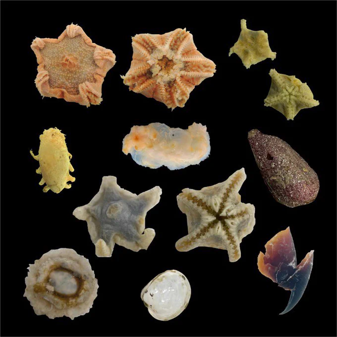 Starfish, brittle stars, bivalves, sea cucumbers, an urchin, an anemone and a squid beak - all on a black background