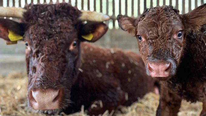 A Ruby Red Devon calf stood next to their mother, both looking at the camera
