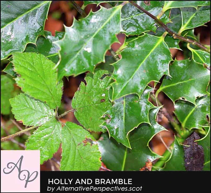 Holly and Bramble bushes competing with each other side by side.  The light has caught on the wet holly surface.  Beneath the photograph is the text Holly and Bramble by AlternativePerspectives.scot