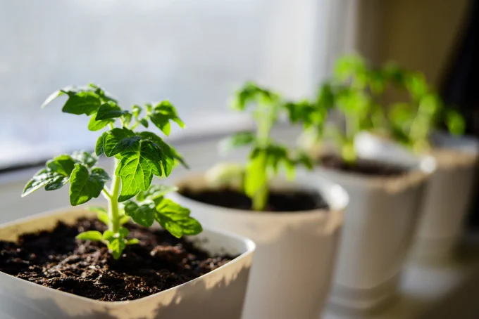 4 young potted tomato plants. 