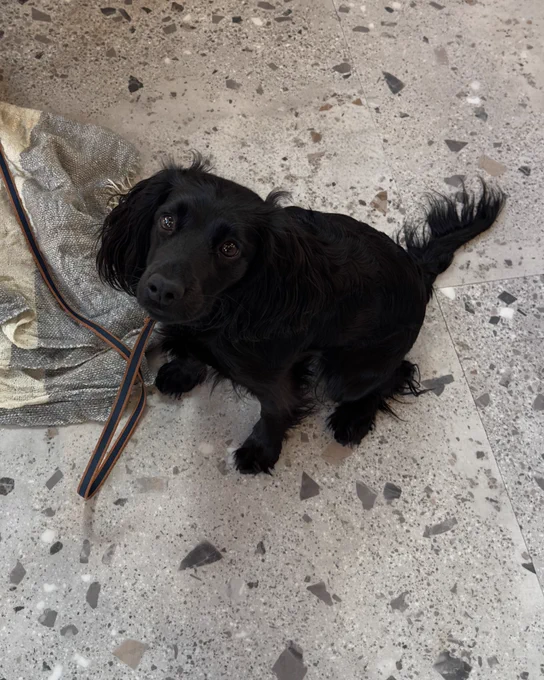 Dog looking at the camera