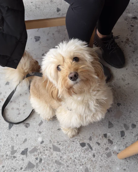 Dog smiling at the camera