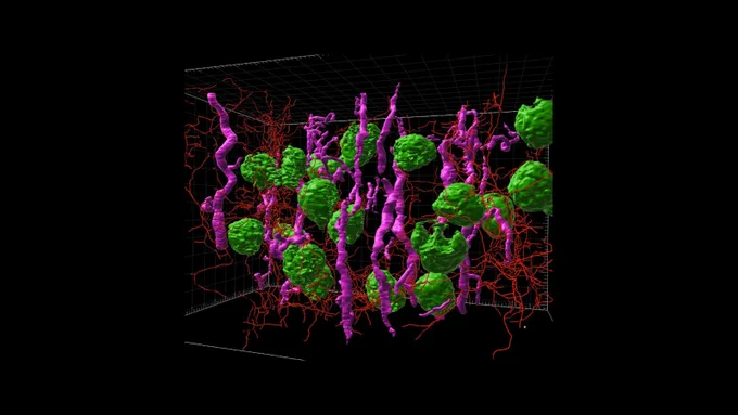 3D microscopic image showing green spheres, pink ducts, and red nerves, from a kidney cortex