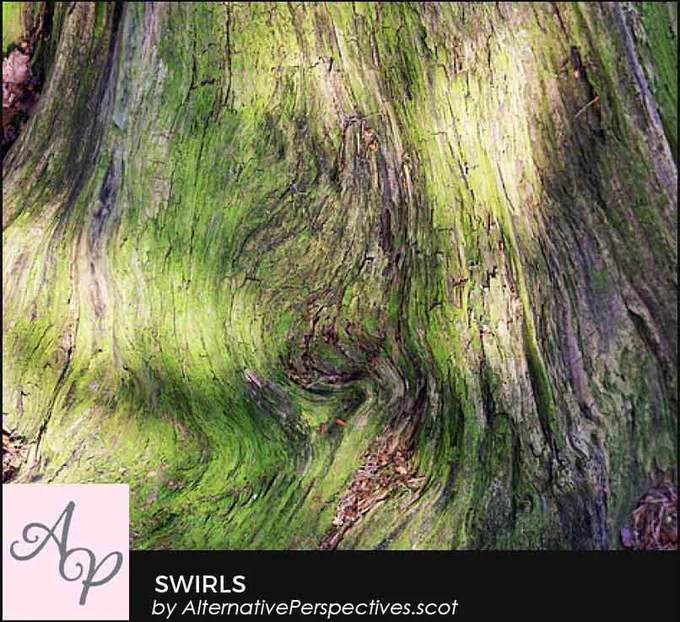 Down at the very base of this old decaying trunk we can see a swirl in the trunk.  Beneath the photograph is the text Swirls by AlternativePerspectives.scot
