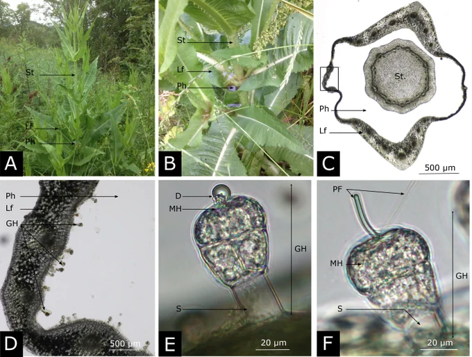 Photographs of the biennial herbaceous common teasel, Dipsacus fullonum and of the glandular hairs covering the inner side of its leaf basins