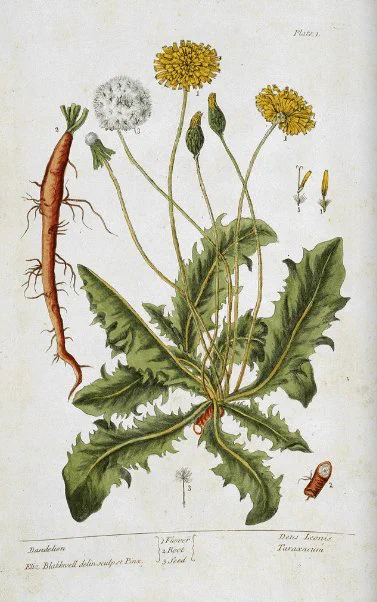 Dandelion plate from A Curious Herbal. The first plate shows the dandelion, a common wild flower. Blackwell mentions its ability to stimulate the flow of urine among its medicinal uses.