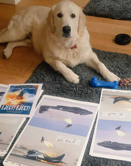 Ralph the golden retriever puppy lying next to piles of sheets of paper with ejection images on them