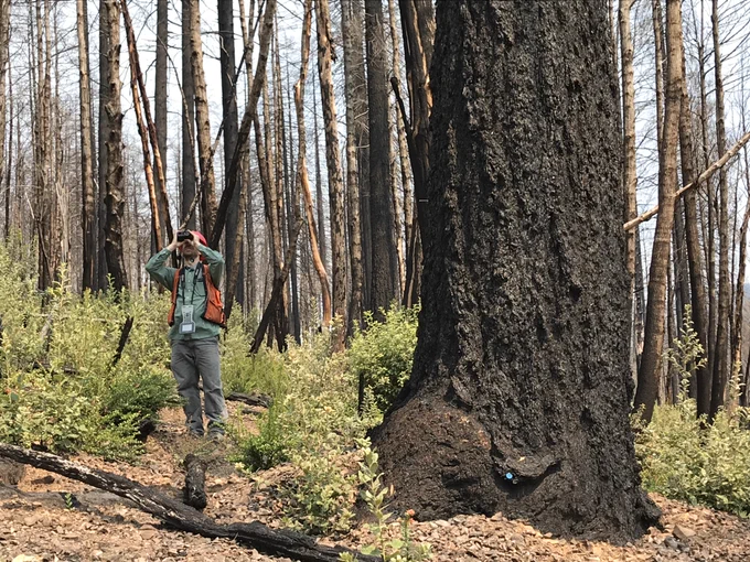 Photo of an FIA field technician in a burned stand of trees, with a large charred tree visible in the foreground and green shrubs growing in the understory. 