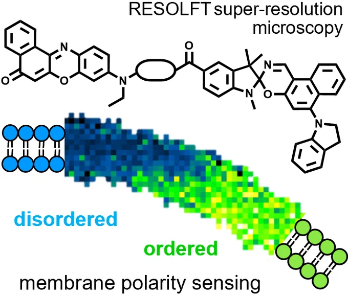 Table of Contents graphic showing the structure of a molecule comprising a Nile Red fluorophore covalently linked to a spironaphthoxazine, above a stylised vesicle membrane with disordered and ordered phases. Text says RESOLFT super-resolution microscopy and membrane polarity sensing.