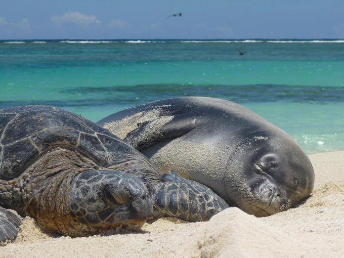 A sea turtle and a Hawiian monk seal snuggle up next to each other on a sandy beach near the ocean.