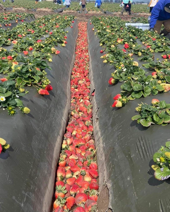 Oxnard CA strawberry fields with rows full of discarded water damaged berries