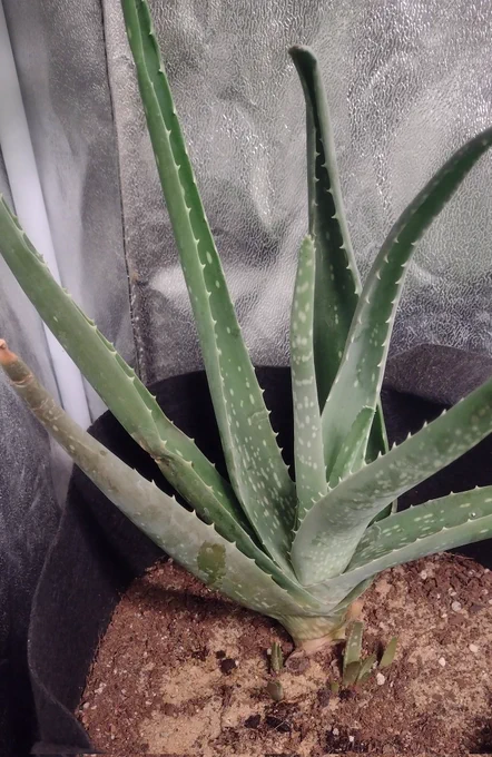 Aloe vera 