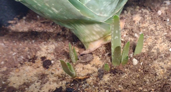 Aloe vera pups (Baby aloe)