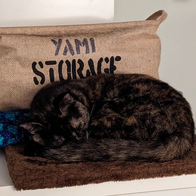 Sleeping cat in front of a box. 