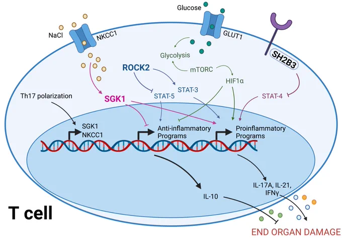Potential pathways to target to modulate T cell phenotype in hypertension.
