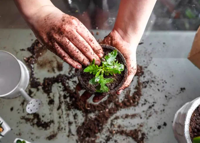 hands putting dirt in a potted plant