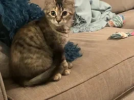 cute kitten