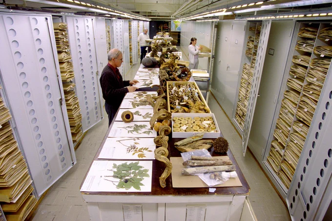Photo of a long, large room, with a central table that runs the length and two larger storage cabinents that also run the length of the room the table is covered with sheets of paper that contain pressed plants and boxes of wood and tree samples there are three people working at various places along the length of the room, looking at specimens and filing.
