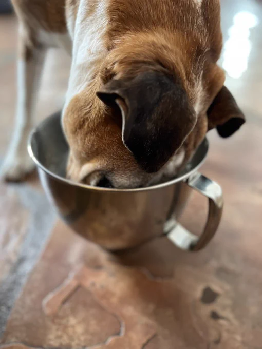 Drake, our handsome brown and white boxer, smiling while enjoying a mixing bowl pup cup