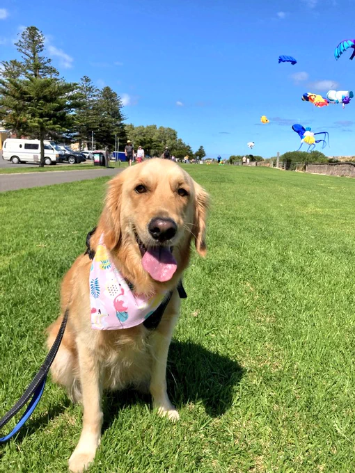 Panko the golden retriever is sitting on the grass with his tongue out. He's wearing a pink bandana with flamingoes on it. The sky is blue and there are several kites in the air