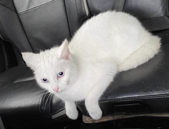 In this picture Stinky is in the back seats of our car. Her front paws are hanging over the edge of the seat and her eyes are quite big. Her ears are in a neutral position and she is a little bit spiky from the rain, although she is not drenched.
