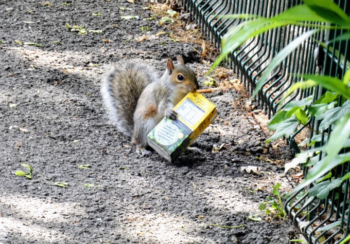 A squirrel standing upright on a gravel path next to a fence is holding a juice carton in its forepaws. 