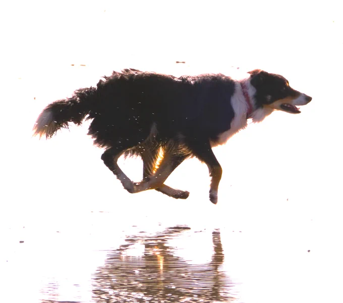 Flynn our two year old Border Collie in full flight and completely in the air! With the strong sunshine from across Penzance Bay 