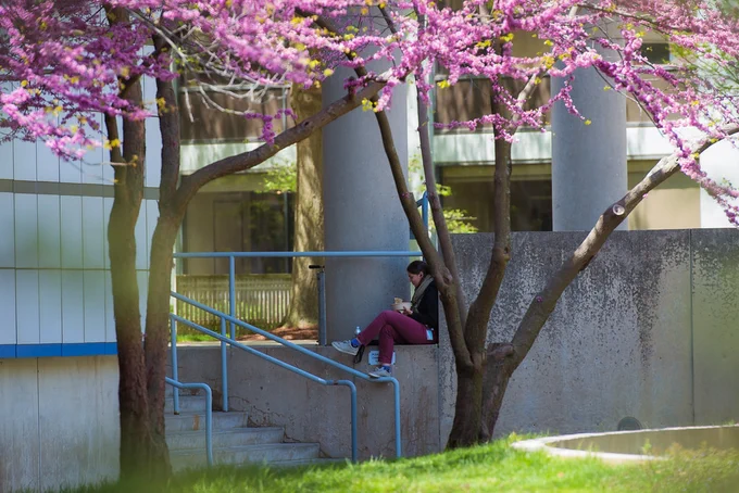 Person sitting outside, under a cherry blossom tree.