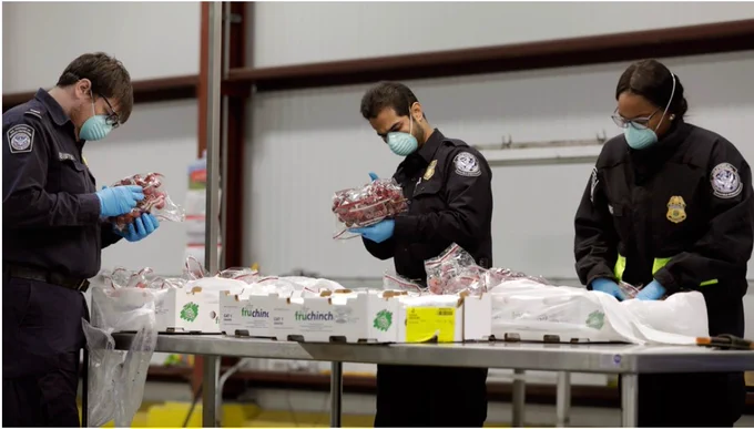 Three CBP agriculture specialists inspecting fruit in white boxes.