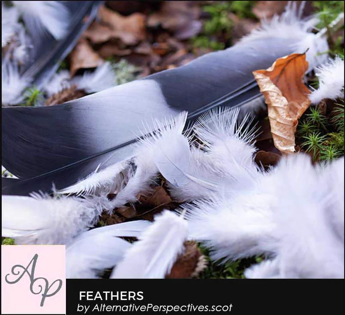 A group of soft downy feathers and the tail feather of a wood pigeon.  Beneath the photograph is the text Feathers by AlternativePerspectives.scot