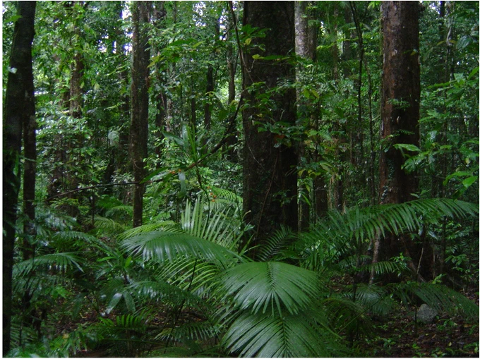 Rainforest habitat in Queensland, Australia