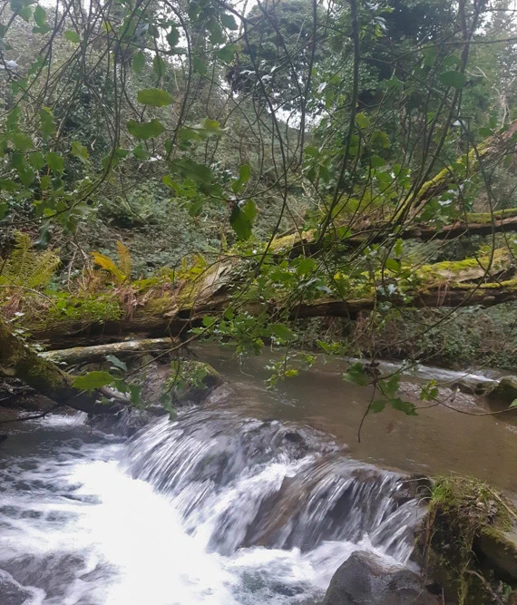 Photograph of a river. Minister McConalogue announces two-week extension for the submission of dairy excretion rate band and Nitrates Derogation applications for 2023. 