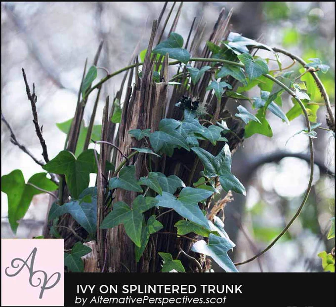 A tree trunk that has been splintered by a storm.  The splinters look like fingers.  Ivy is climbing over the surface.  Beneath the photograph is the text Ivy On Splintered Trunk by AlternativePerspectives.scot