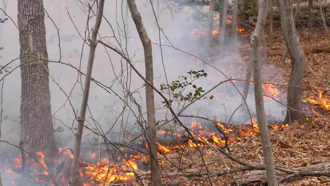 Low creeping flames burning dead leaves on the forest floor