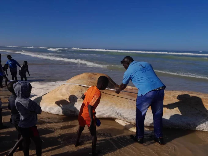 Echouage au Senegal source ISRA CRODT, Mars 2023