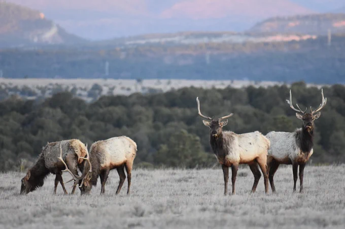 Four elk stand with mountains in the distance.